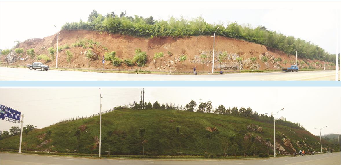 铜陵市北京东路H坡施工前后的边坡绿化对比